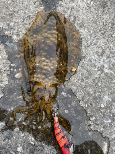 アオリイカの釣果