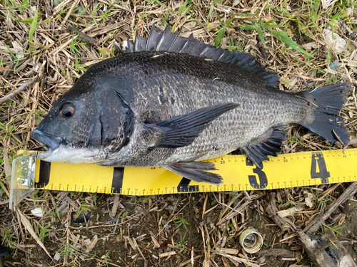 クロダイの釣果