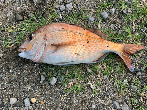 タイの釣果