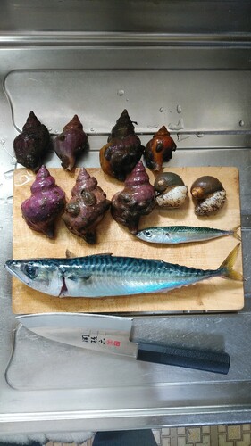 サバの釣果