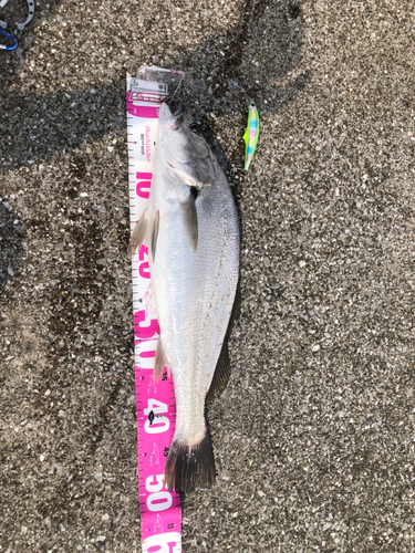 ニベの釣果