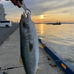 ハマチの釣果