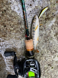 アマゴの釣果