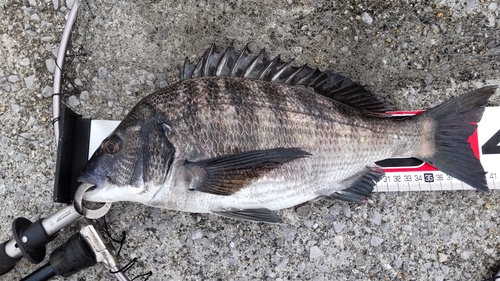 チヌの釣果