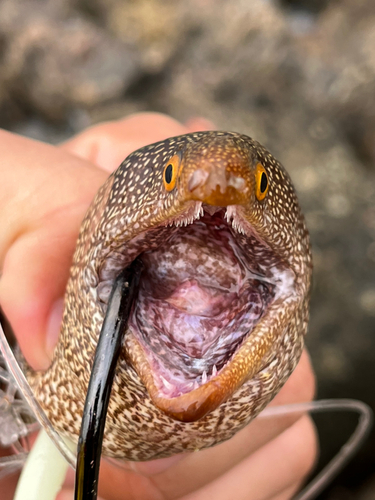 ウツボの釣果