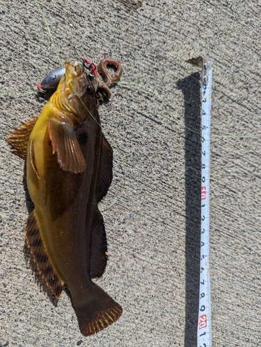 アイナメの釣果