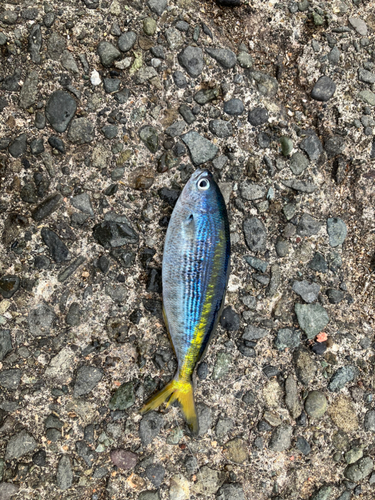 タカベの釣果