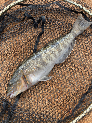 アブラコの釣果