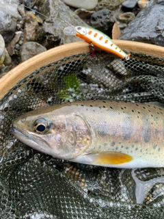 アマゴの釣果