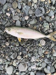 ワカシの釣果