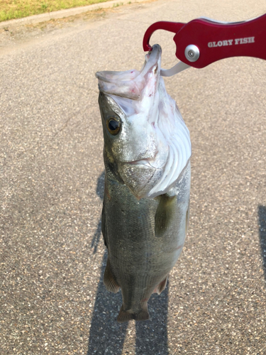 スズキの釣果