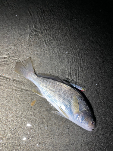 ニベの釣果