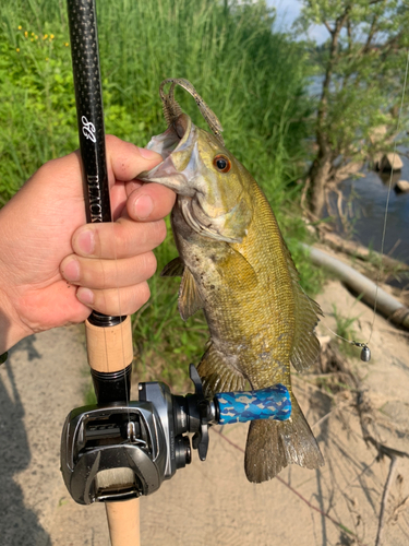 スモールマウスバスの釣果