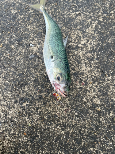 サバの釣果