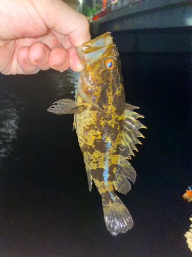 タケノコメバルの釣果