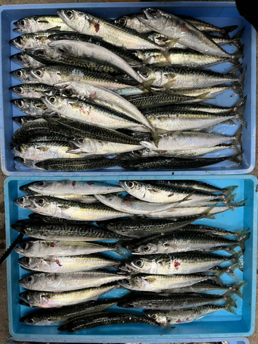 サバの釣果