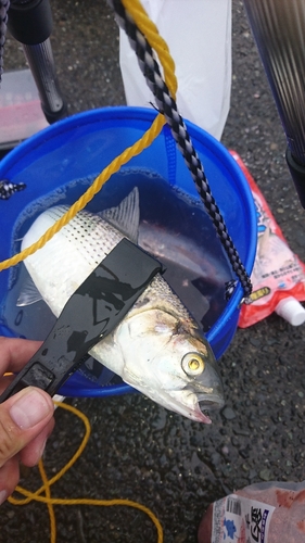 コノシロの釣果