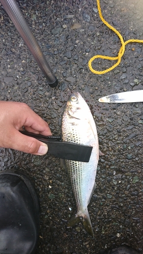 コノシロの釣果