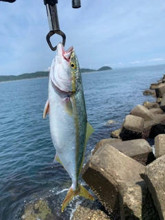 ツバスの釣果