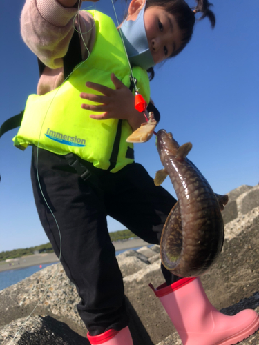 ギンポの釣果