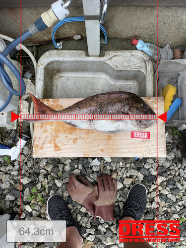 マダイの釣果