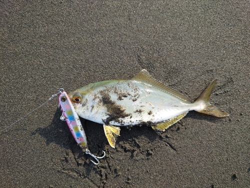 ショゴの釣果