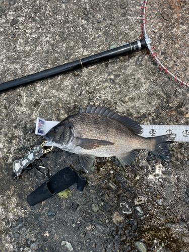 クロダイの釣果