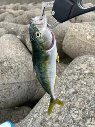 ツバスの釣果