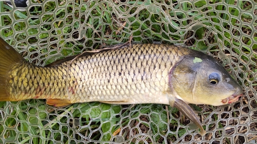 コイの釣果