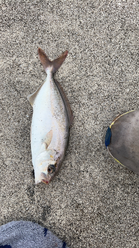 カンパチの釣果