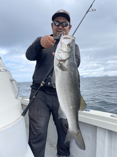 ヒラスズキの釣果