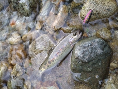 ニジマスの釣果