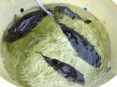 ショウサイフグの釣果