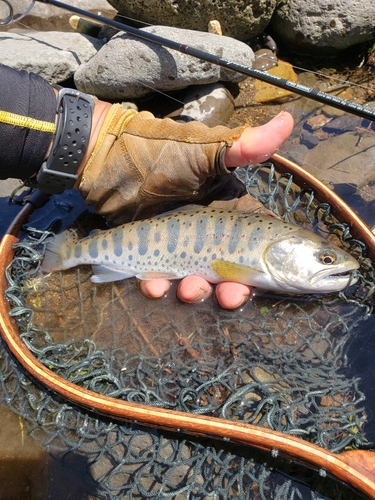 釣果