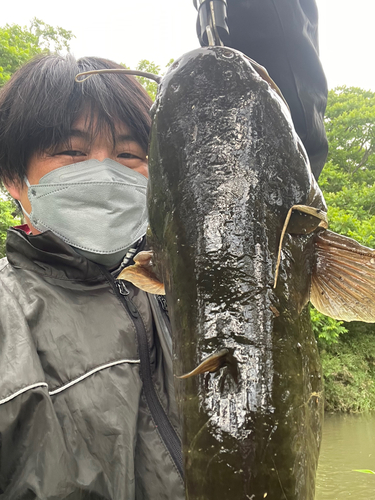 ナマズの釣果