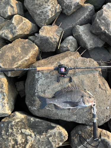 クロダイの釣果