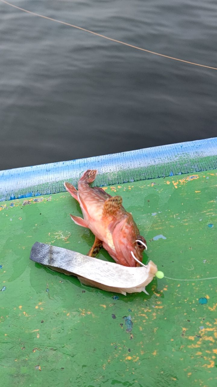 ジャギさまさんの釣果 3枚目の画像