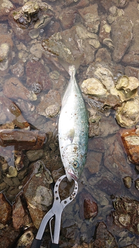 ショゴの釣果