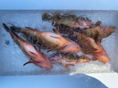 キジハタの釣果