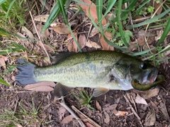 ラージマウスバスの釣果