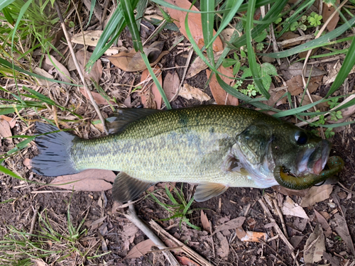 ラージマウスバスの釣果