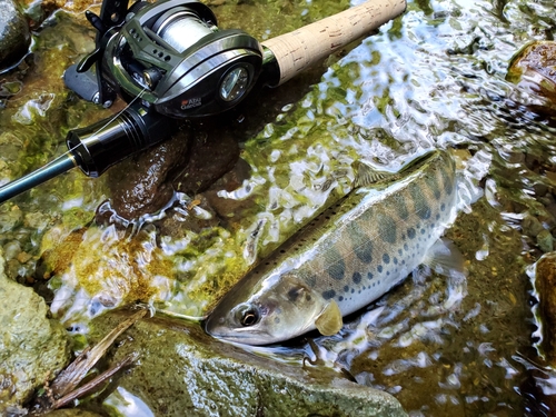 ヤマメの釣果