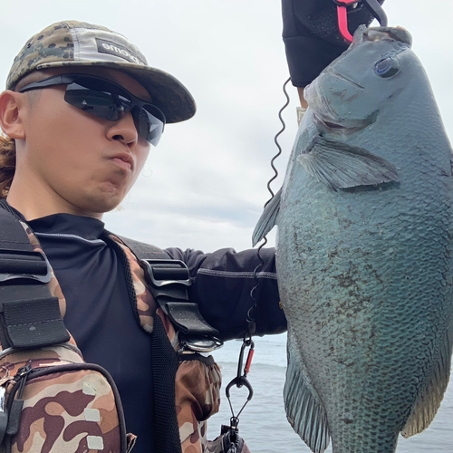 メジナの釣果