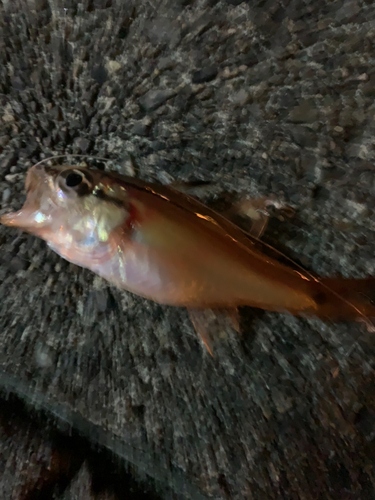 ネンブツダイの釣果