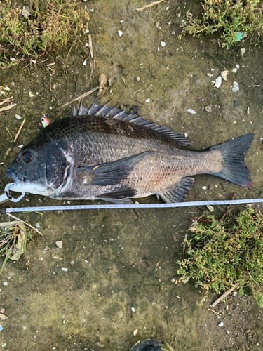 チヌの釣果