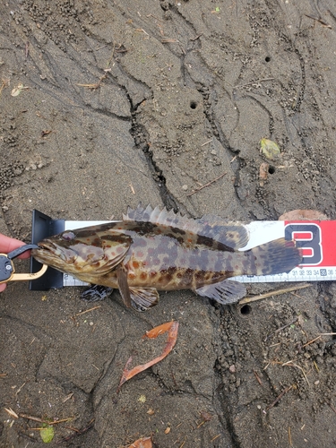 チャイロマルハタの釣果