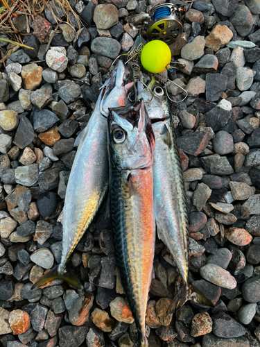 サバの釣果