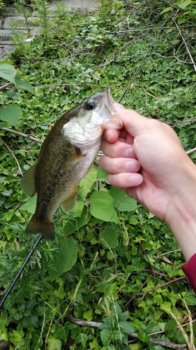 ブラックバスの釣果