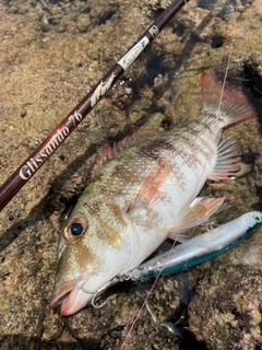 マトフエフキの釣果