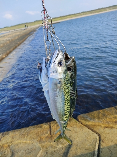 サバの釣果